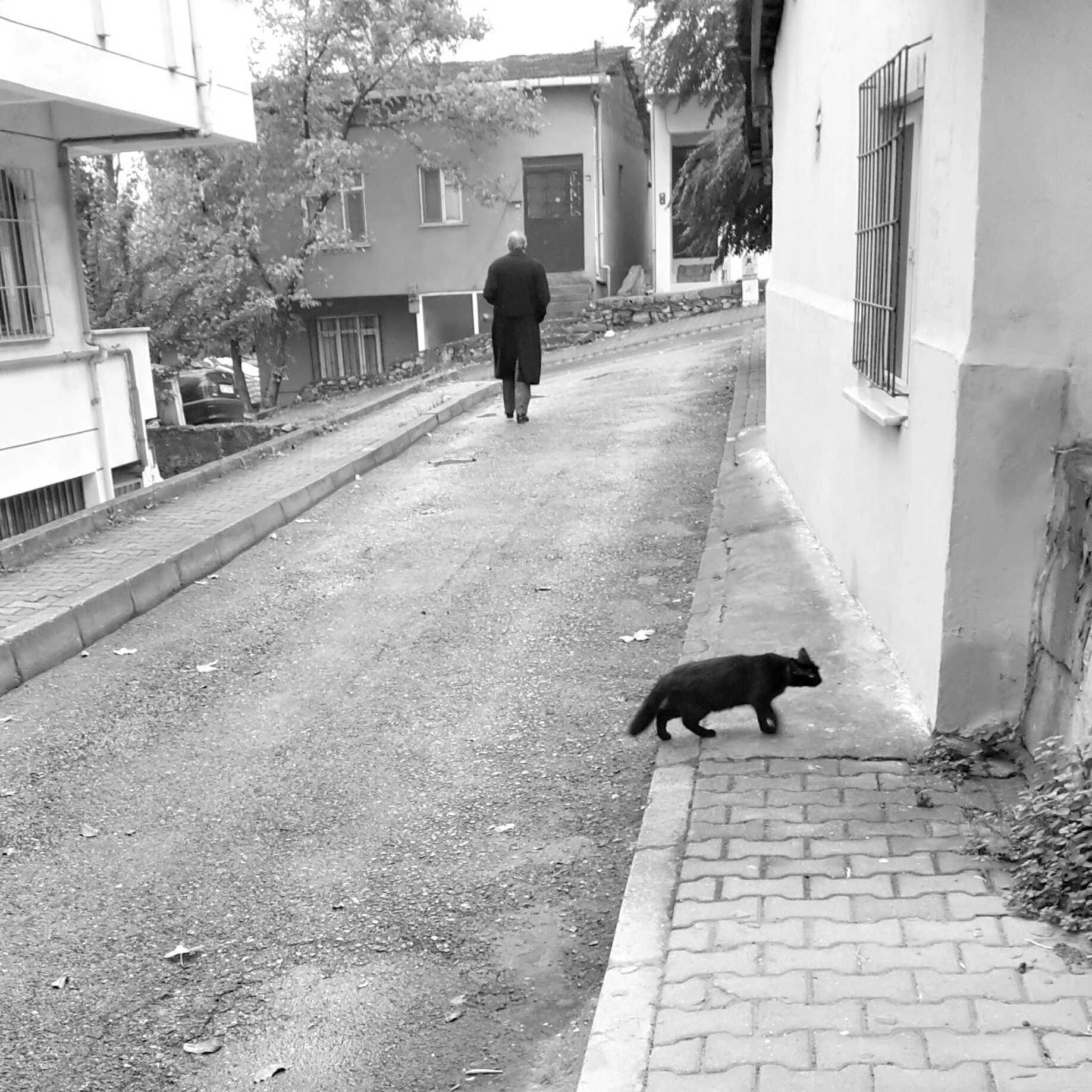 Kara Kedi